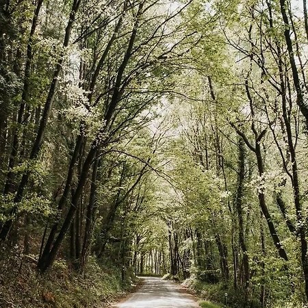 Du Bulz, En Pleine Foret Proche De La