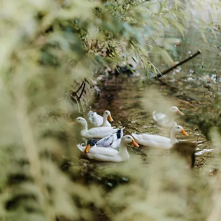 Du Bulz, En Pleine Foret Proche De La Vakantiehuis *