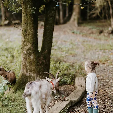 Du Bulz, En Pleine Foret Proche De La *