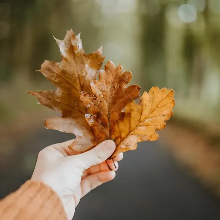Du Bulz, En Pleine Foret Proche De La *